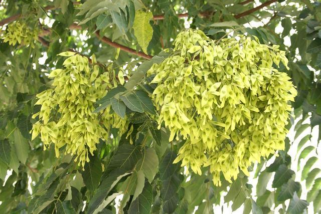 臭椿树入侵美国泛滥成灾每年花上亿消灭在中国为何无法豪横?